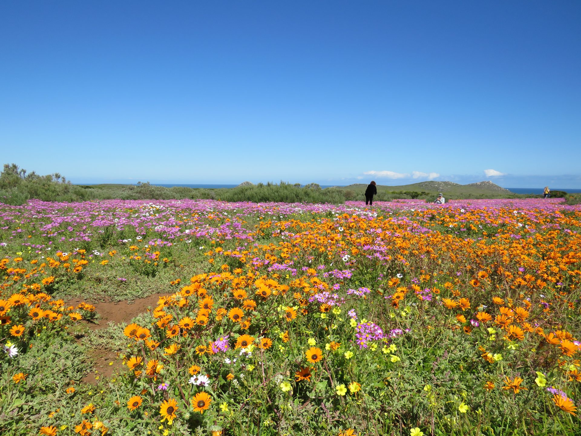 west coast national park wildflowers