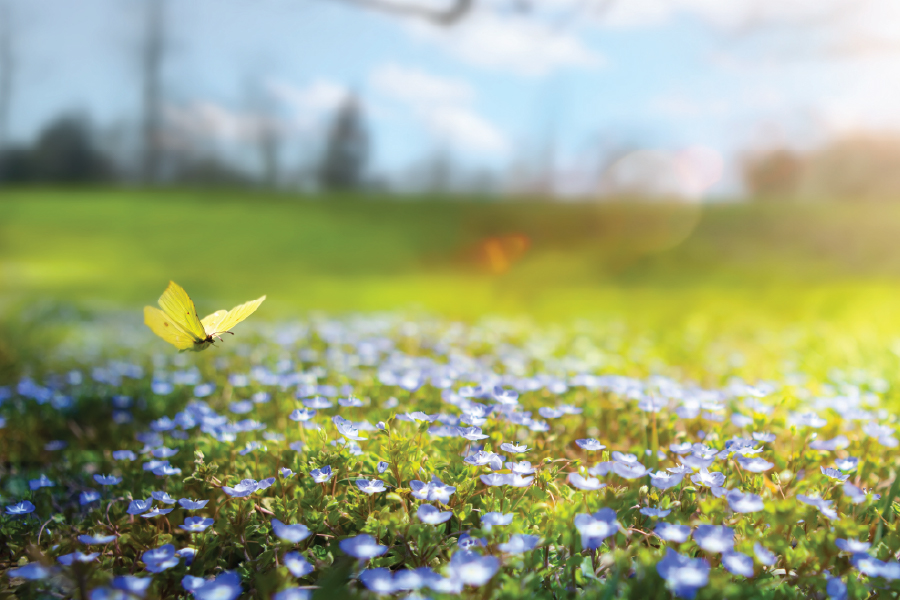 Spring Bed Breakfast Web